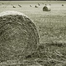 Straw Bales